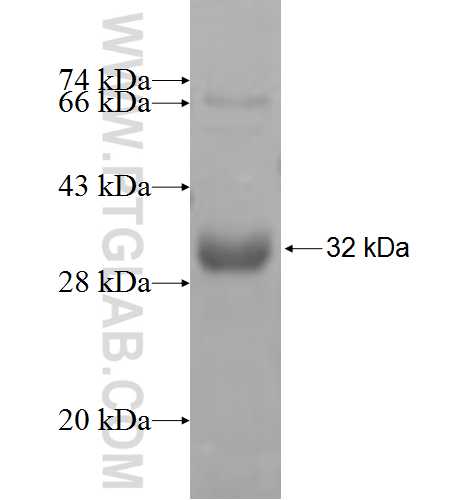 TMEM98 fusion protein Ag6601 SDS-PAGE