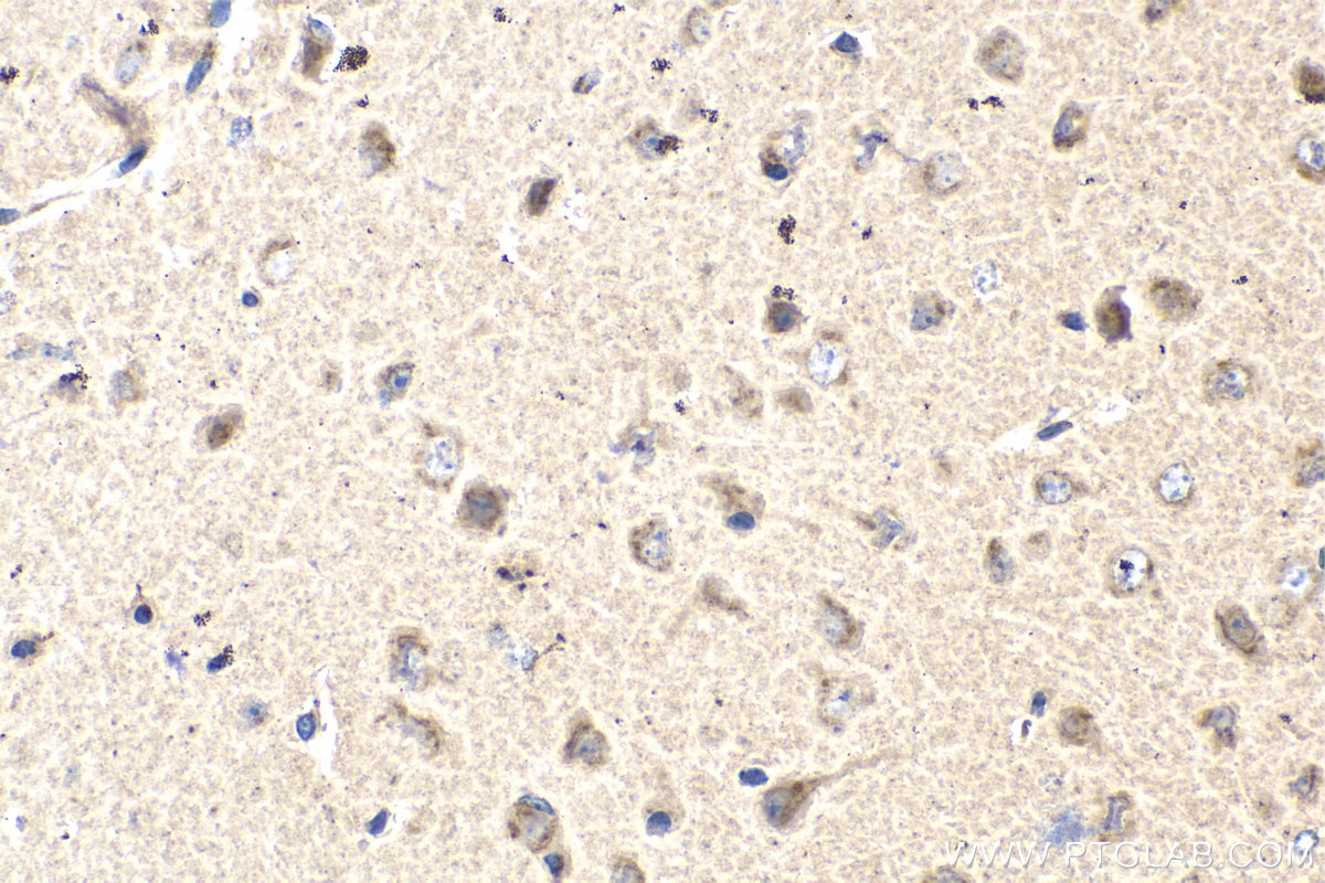 IHC staining of mouse brain using 67505-1-Ig