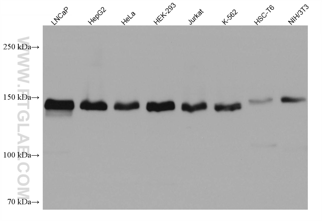 WB analysis using 67505-1-Ig