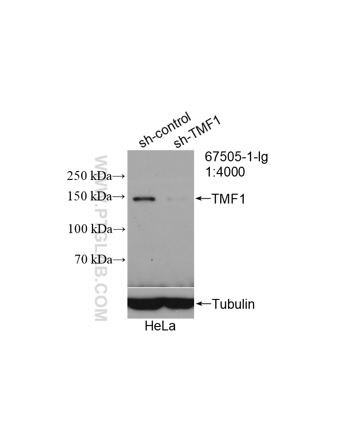 WB analysis of HeLa using 67505-1-Ig