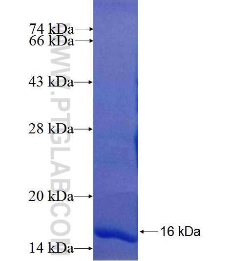 TMIGD1 fusion protein Ag25706 SDS-PAGE