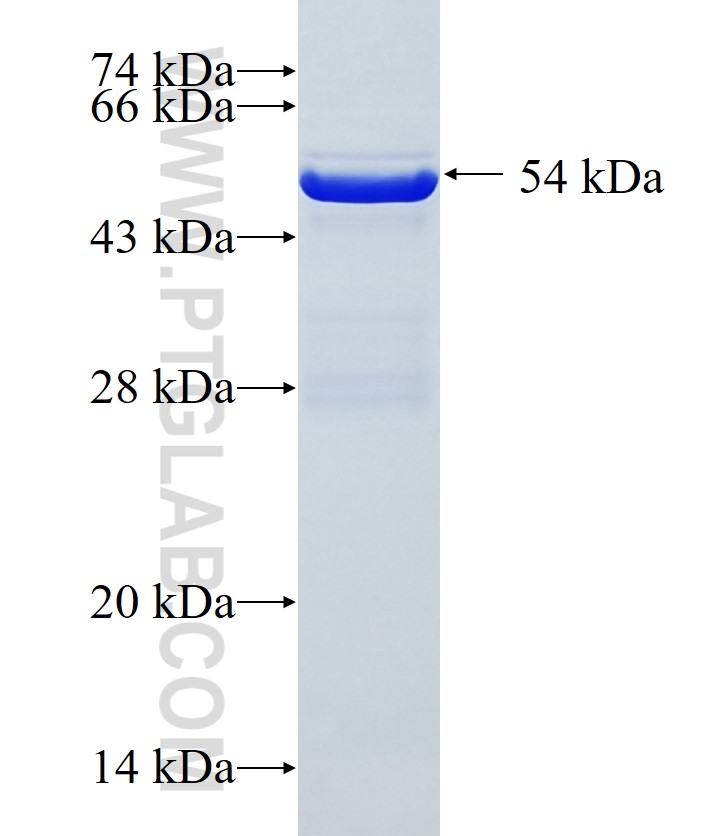 TMPPE fusion protein Ag19556 SDS-PAGE