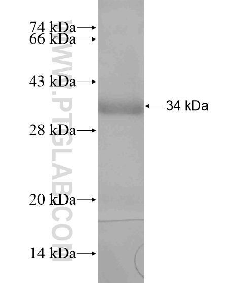 TMPPE fusion protein Ag19606 SDS-PAGE