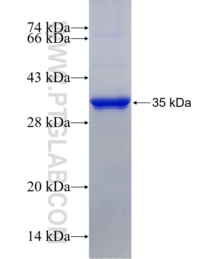 TMPRSS6 fusion protein Ag30511 SDS-PAGE