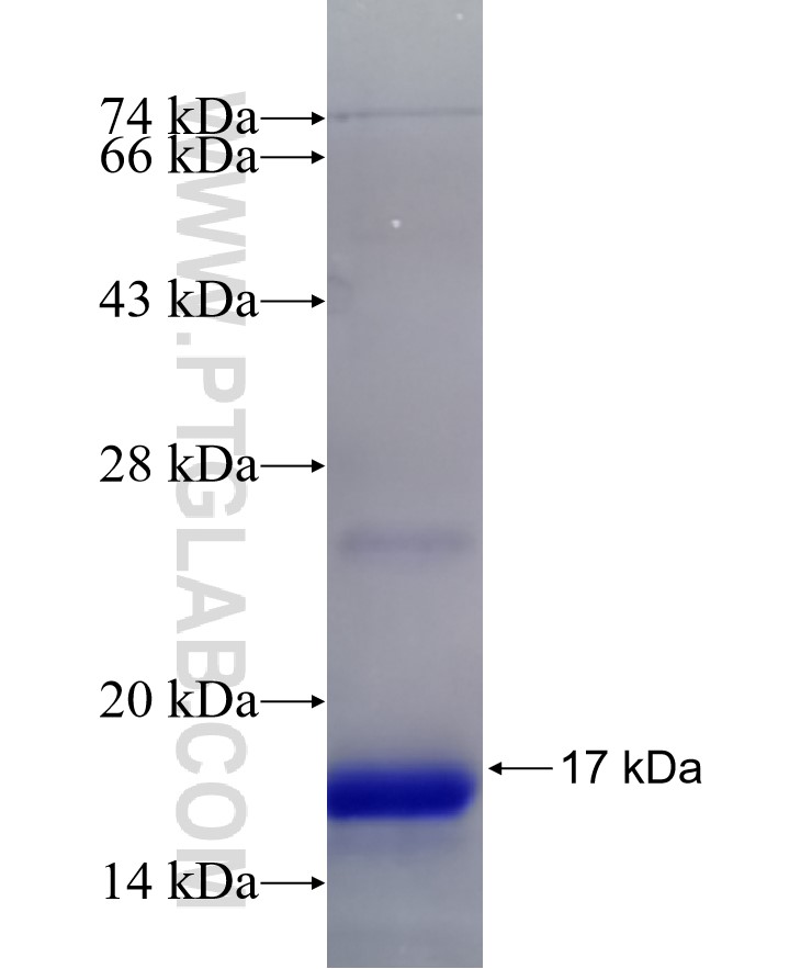 TMSB4X fusion protein Ag14097 SDS-PAGE