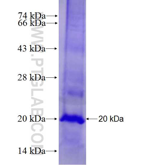 TMUB2 fusion protein Ag27734 SDS-PAGE