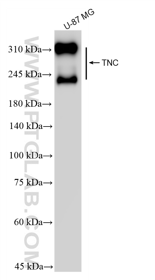 WB analysis of U-87 MG using 83767-1-RR