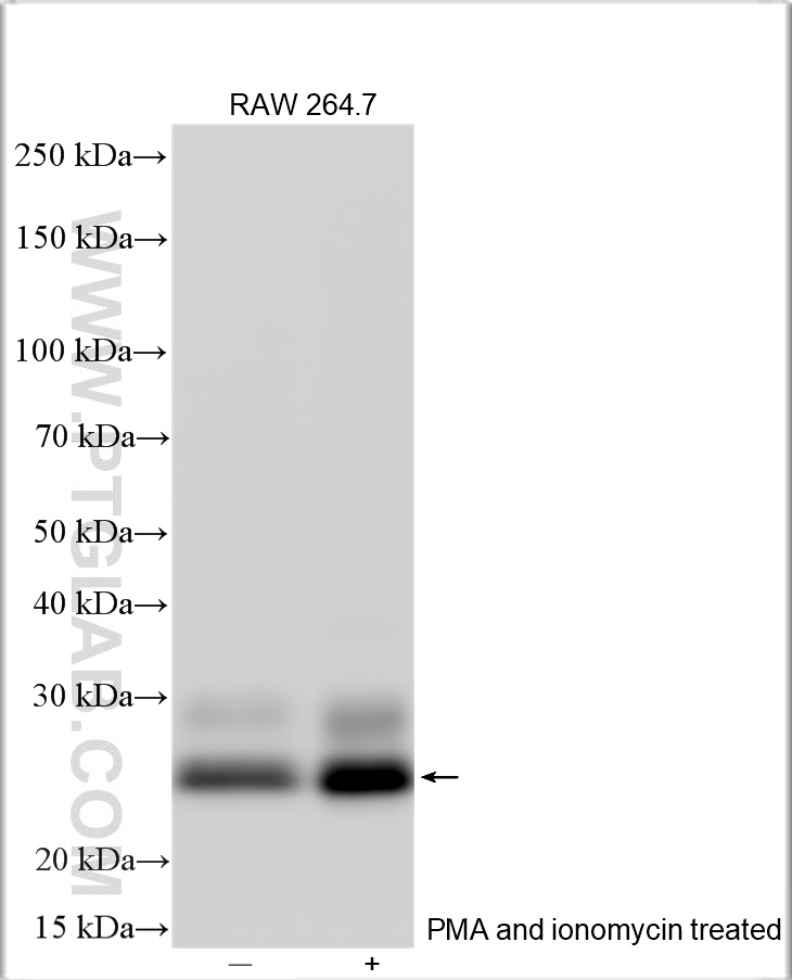 WB analysis using 29652-1-AP