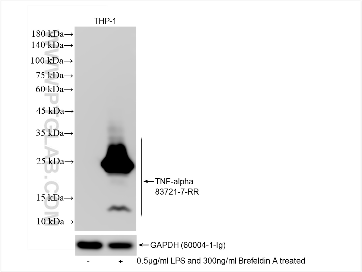 WB analysis of THP-1 using 83721-7-RR