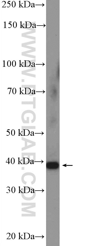 WB analysis of NIH/3T3 using 13321-1-AP