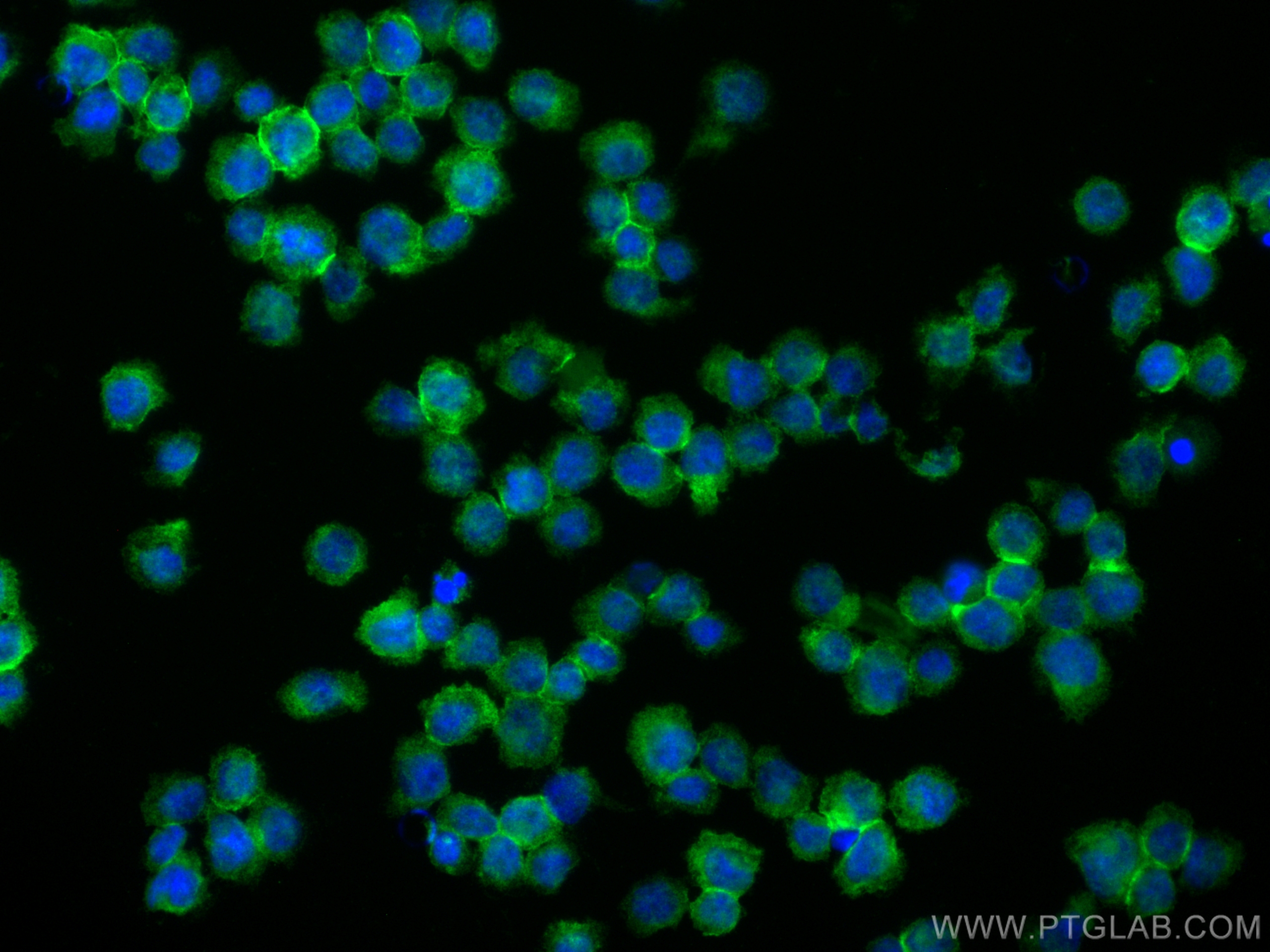 IF Staining of THP-1 using 19272-1-AP