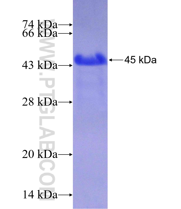 TNFRSF11A fusion protein Ag29425 SDS-PAGE