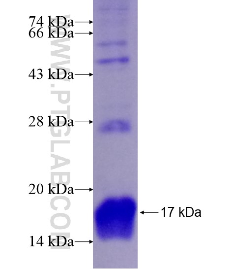 TNFRSF14 fusion protein Ag28731 SDS-PAGE