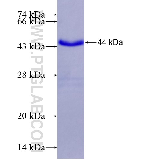 TNFRSF4 fusion protein Ag28521 SDS-PAGE