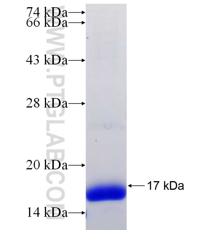 CD134/OX40 fusion protein Ag29733 SDS-PAGE