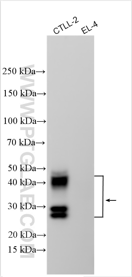 WB analysis using 32133-1-AP