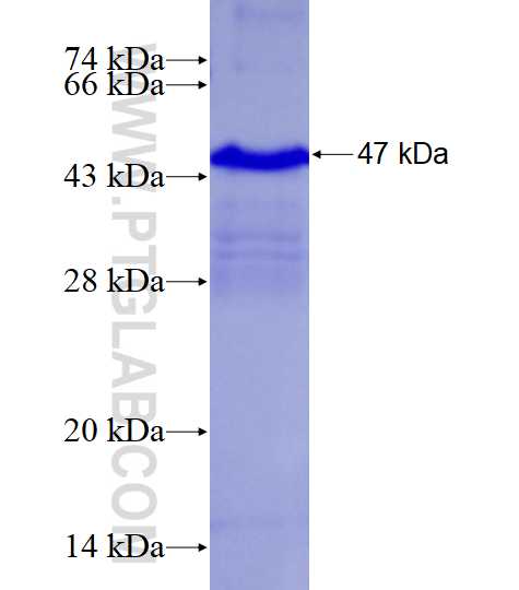 TNFRSF9 fusion protein Ag28145 SDS-PAGE