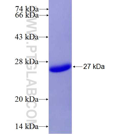 TNFRSF9 fusion protein Ag28152 SDS-PAGE