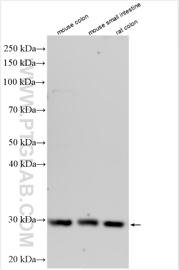 WB analysis using 29899-1-AP