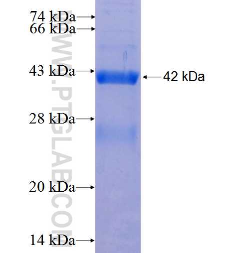 TNFSF9 fusion protein Ag26062 SDS-PAGE