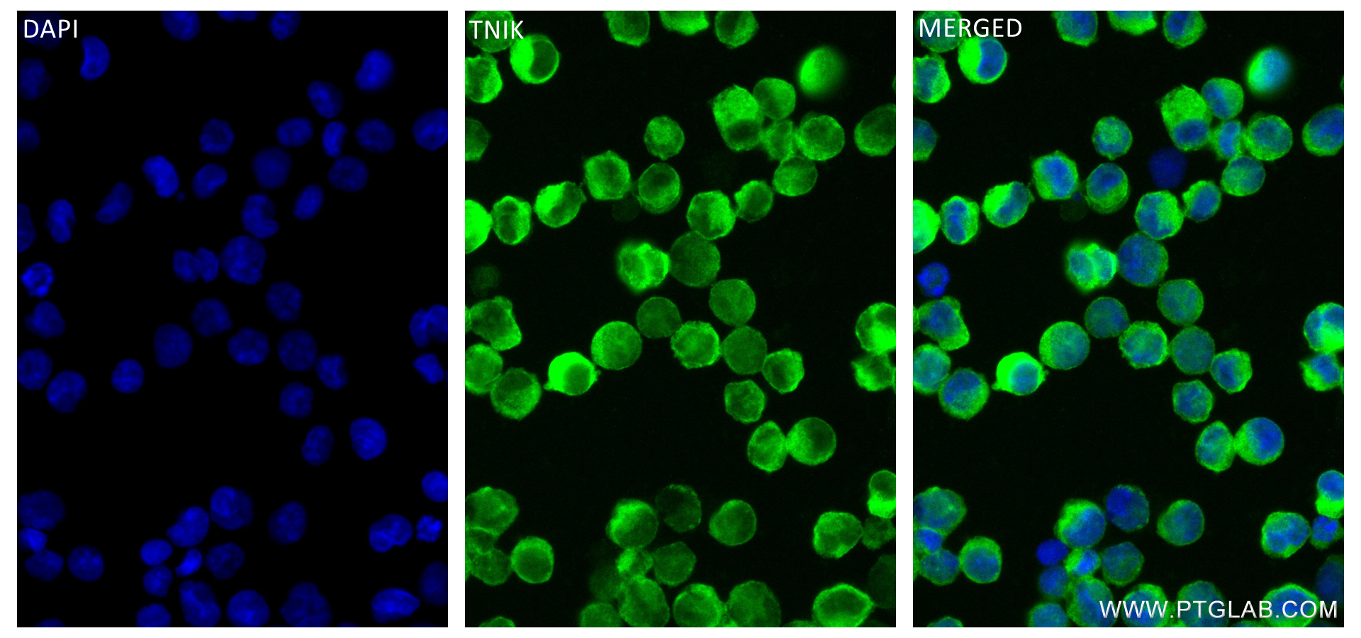 IF Staining of K-562 using 84231-4-RR (same clone as 84231-4-PBS)