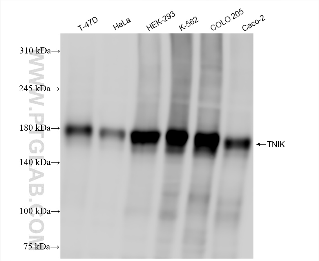 WB analysis using 84231-4-RR