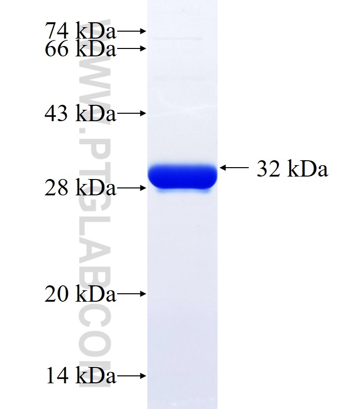 TNIK fusion protein Ag34132 SDS-PAGE