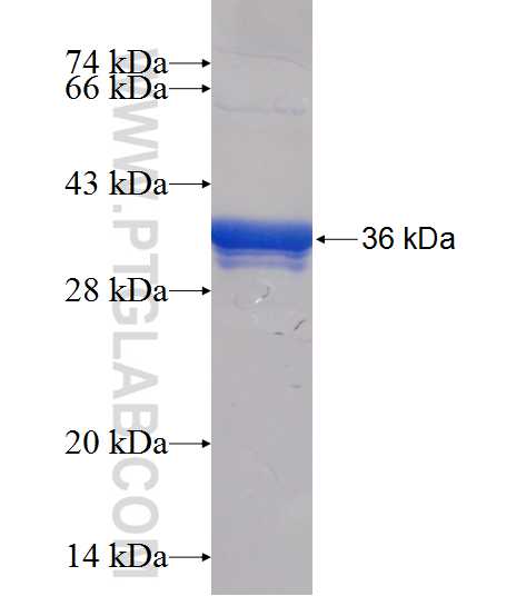 TNIP3 fusion protein Ag24925 SDS-PAGE