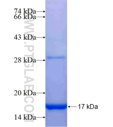 TNIP3 fusion protein Ag25006 SDS-PAGE