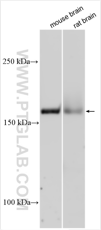 WB analysis using 24839-1-AP