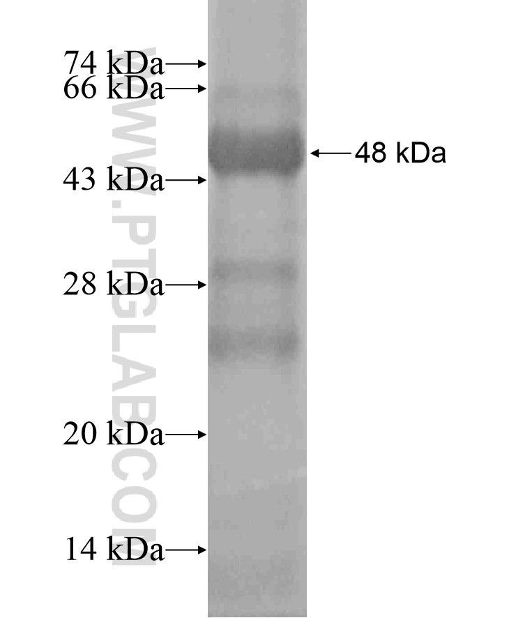 TNN fusion protein Ag18127 SDS-PAGE