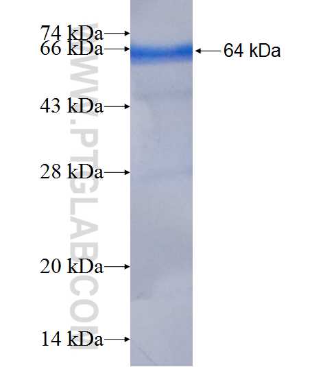 TNPO3 fusion protein Ag8769 SDS-PAGE