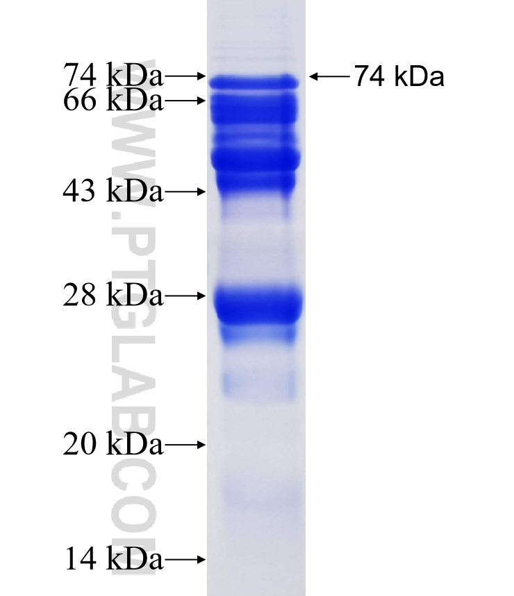 TOB1 fusion protein Ag6714 SDS-PAGE