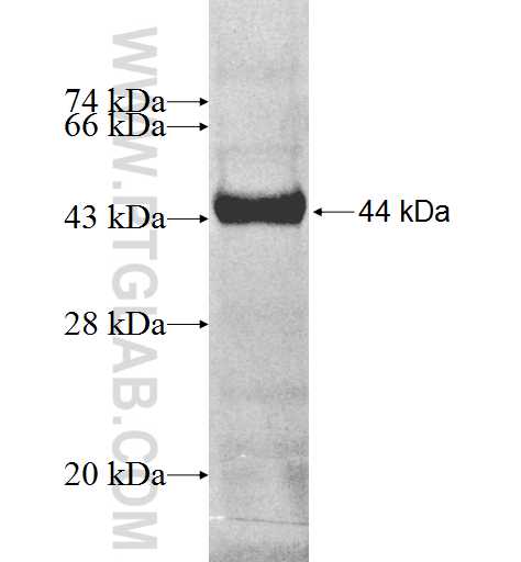 TOE1 fusion protein Ag9244 SDS-PAGE