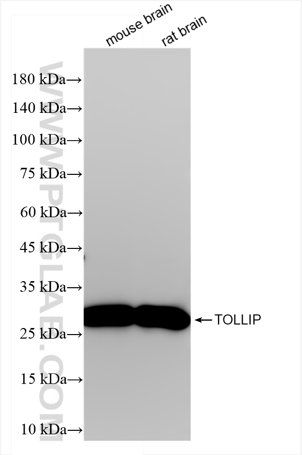 WB analysis using 84711-5-RR