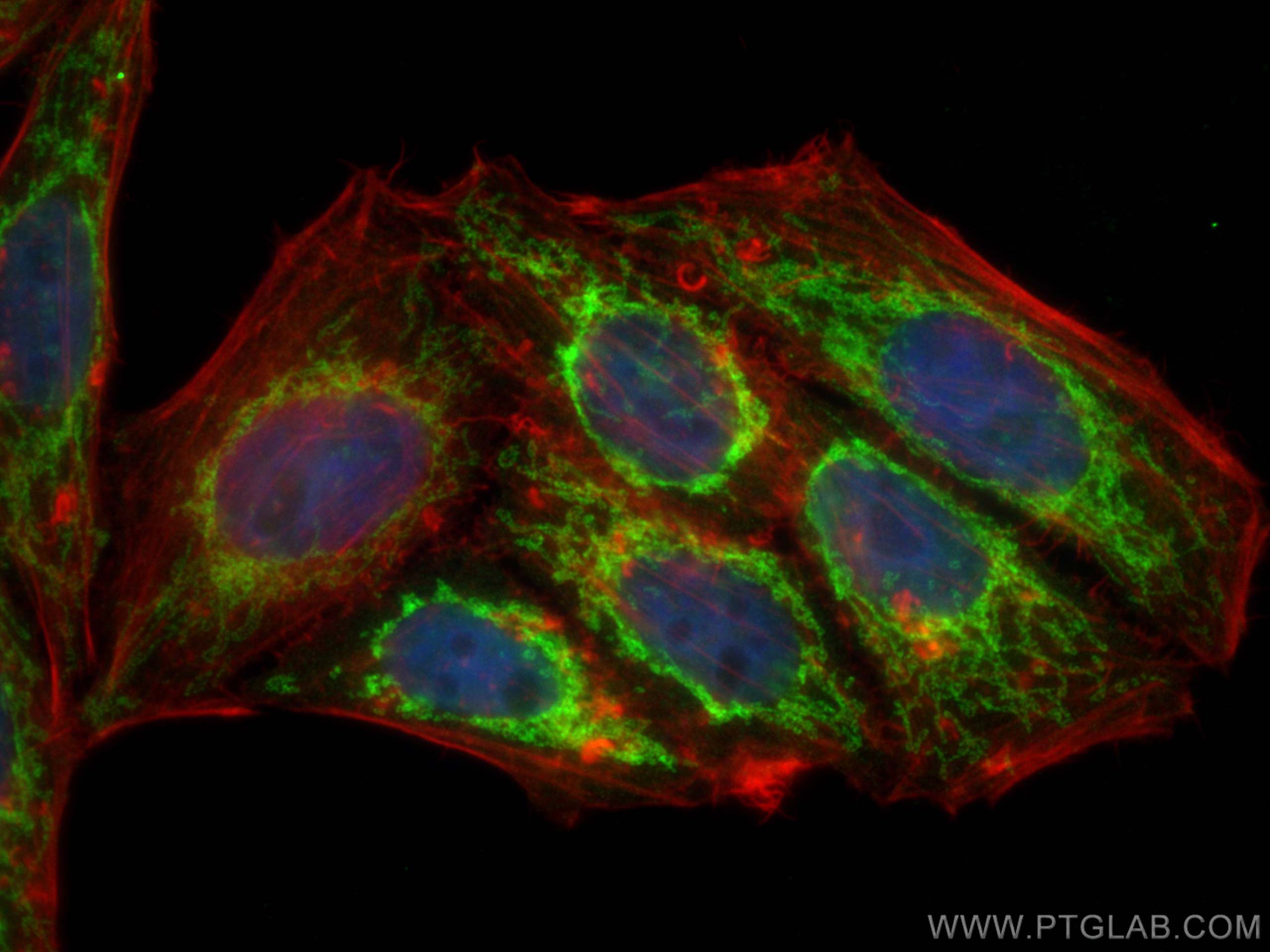 IF Staining of HepG2 using CL488-66562