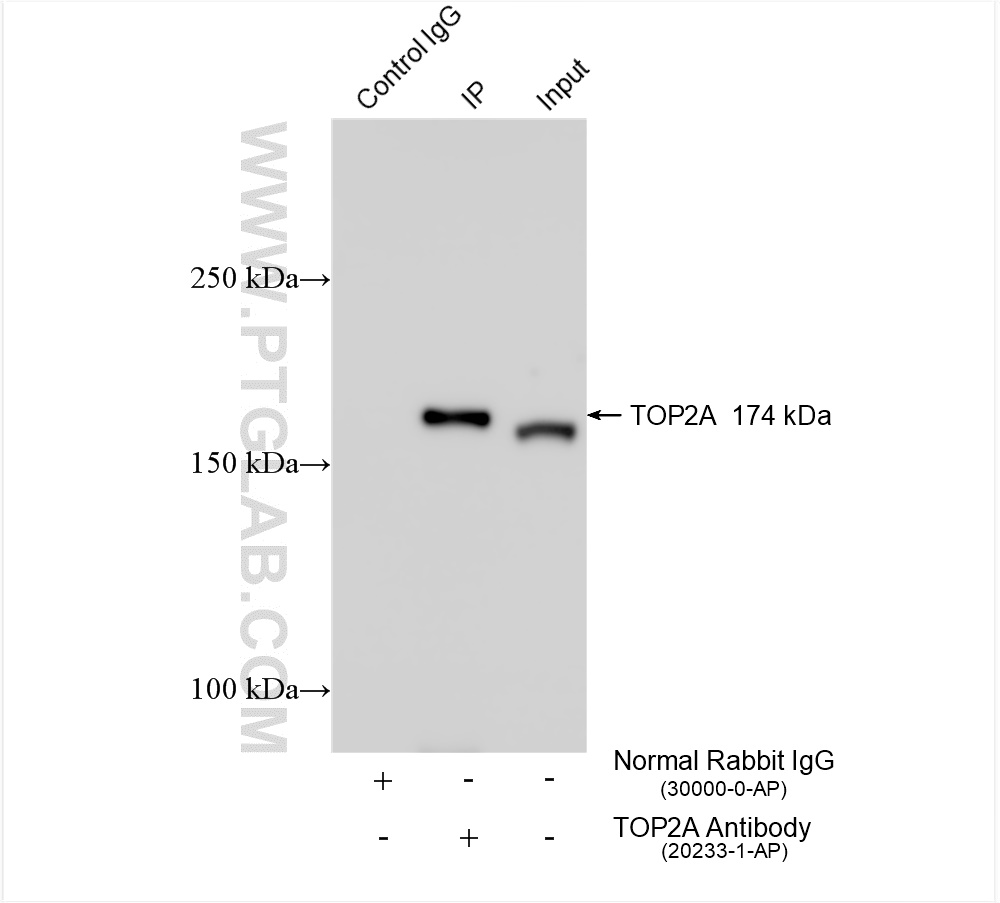 IP experiment of L02 using 20233-1-AP