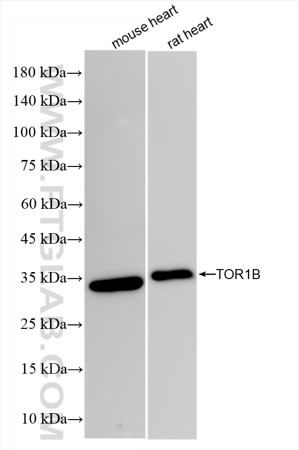 WB analysis using 84267-3-RR