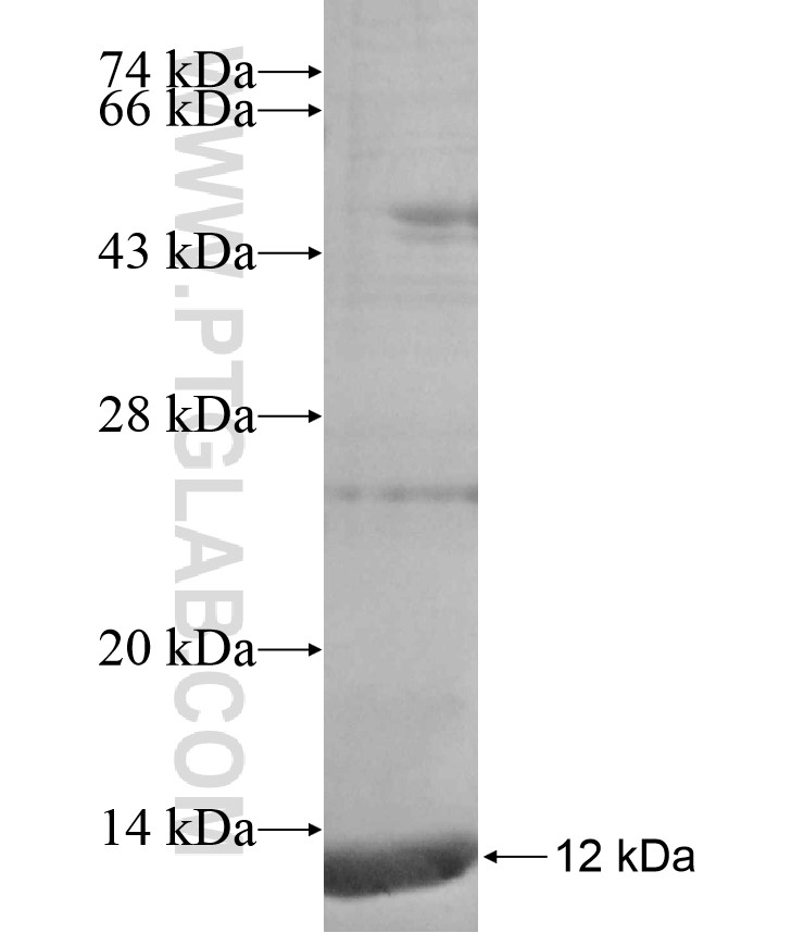 TOR1B fusion protein Ag17508 SDS-PAGE