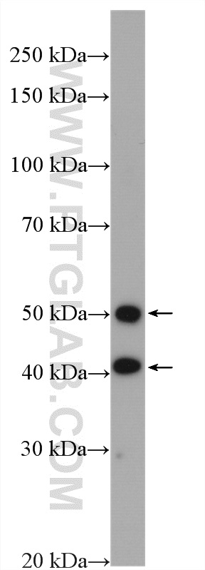 WB analysis of HEK-293 using 10647-1-AP