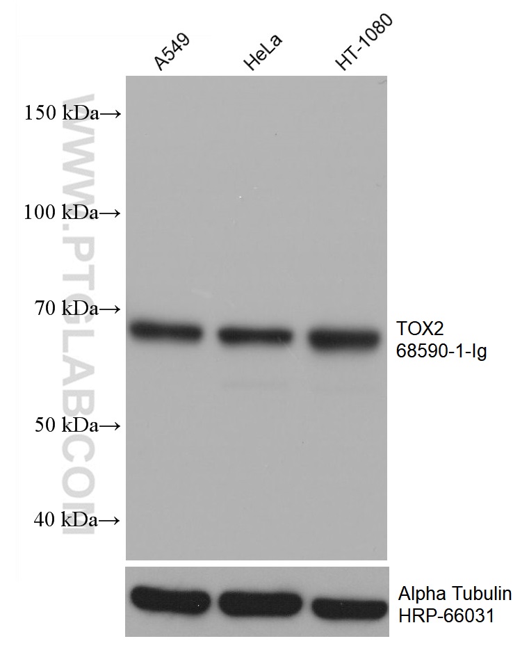 TOX2