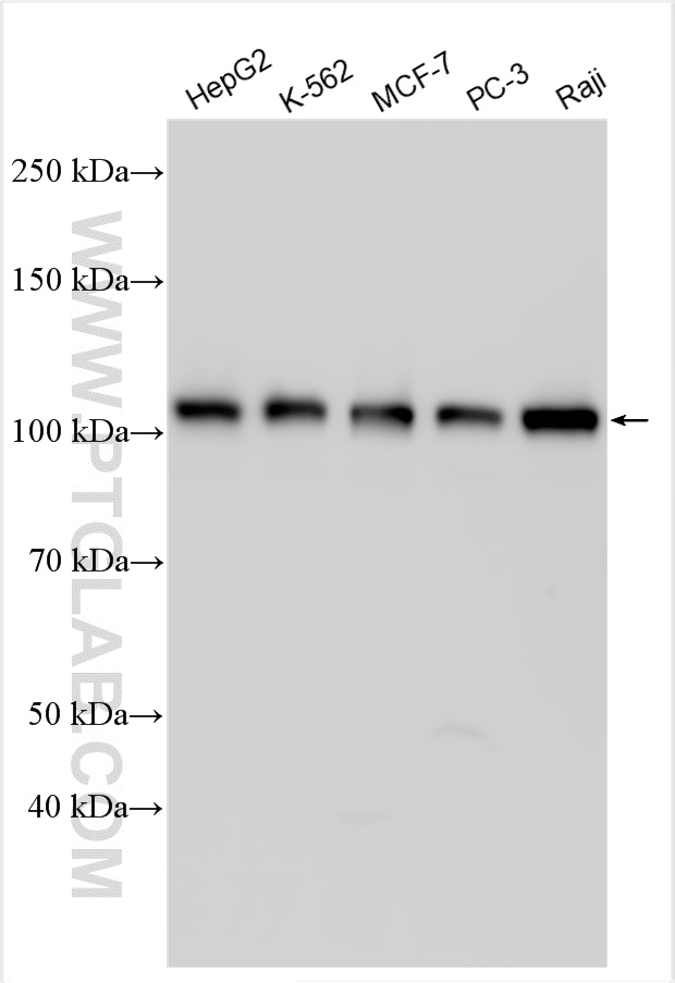 WB analysis using 27988-1-AP