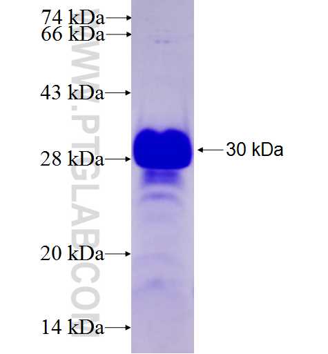 TOX4 fusion protein Ag27644 SDS-PAGE