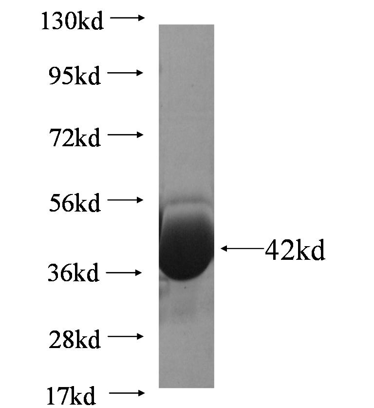 TP53I3 fusion protein Ag6960 SDS-PAGE