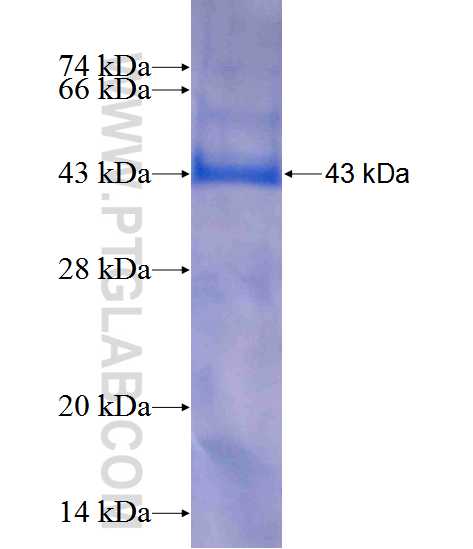 TP53INP1 fusion protein Ag12608 SDS-PAGE