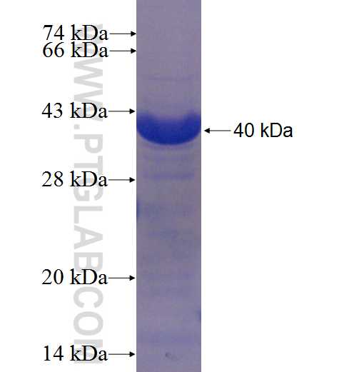 TP53TG5 fusion protein Ag23918 SDS-PAGE