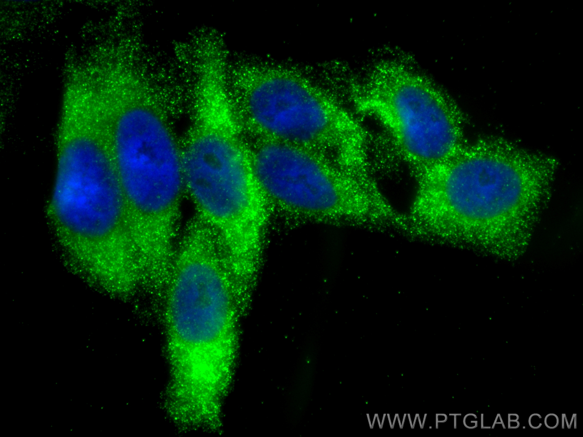 IF Staining of HepG2 using 23758-1-AP