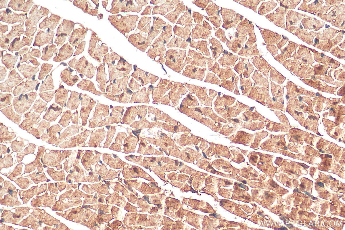 IHC staining of mouse heart using 23758-1-AP