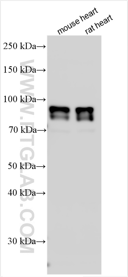 WB analysis using 23758-1-AP