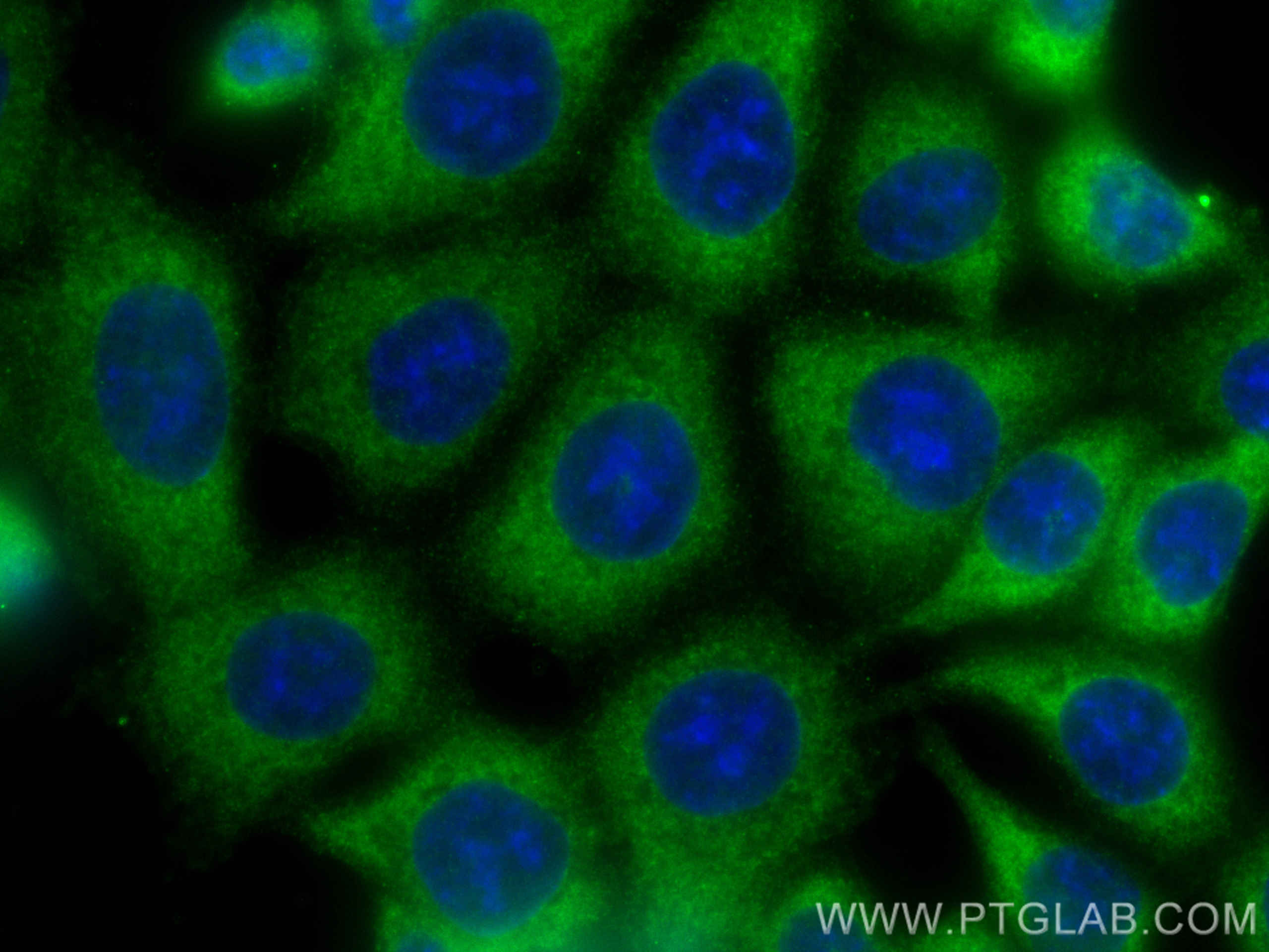 IF Staining of HCT 116 using 68077-1-Ig (same clone as 68077-1-PBS)